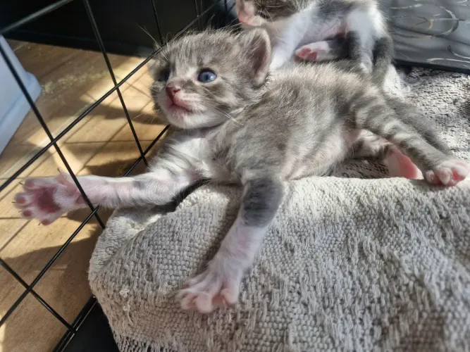 Doa-se gatinhos