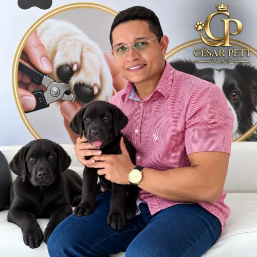 Labrador disponíveis (Trabalhamos com todas raças venham nos visitar) Entrega Grátis 