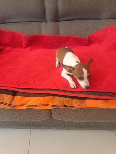 Venda de pinscher femia