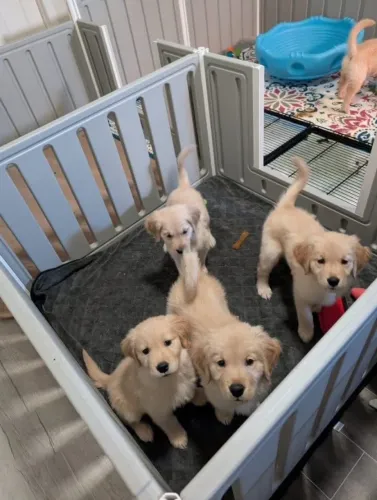 Filhotes de Golden Retriever | Olhar cativante.
