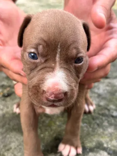 Cachorro Pit monster