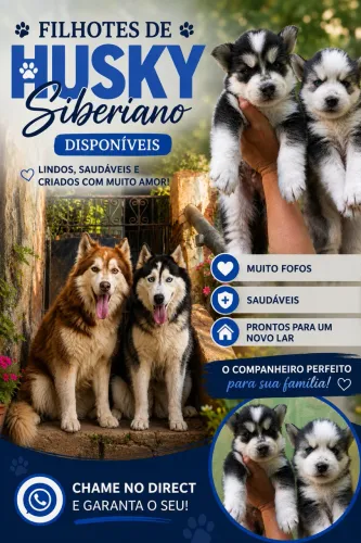 Husky siberiano machos