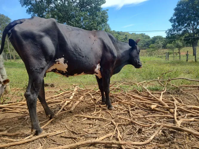 Vendo gado