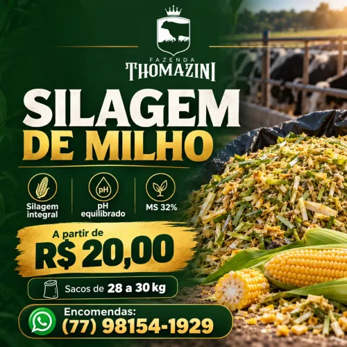 Silagem de milho