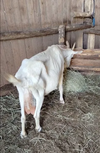 Cabras leiteiras