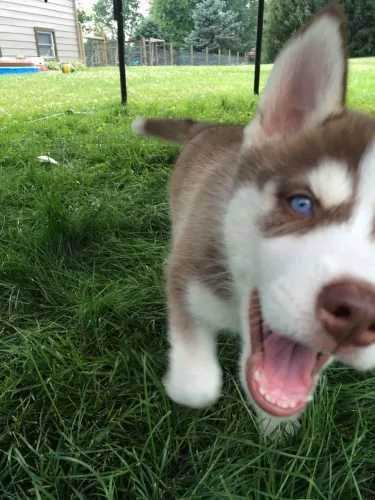 Husky Siberiano - Um Amigo Para Fazer Parte Da Sua Rotina 