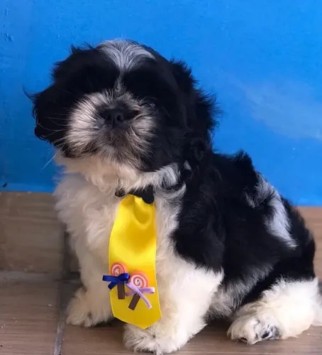 Filhote de shih Tzu macho 