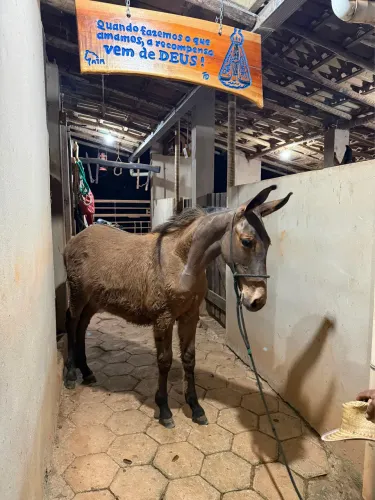 Disponível pra venda !!! Burro filho de jumento pega em égua manga larga 