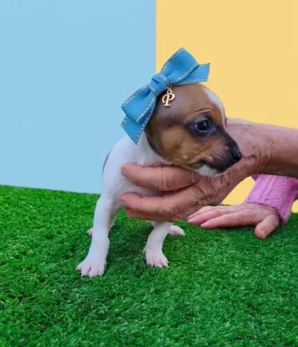 Pinscher Macho Saudável e Brincalhão