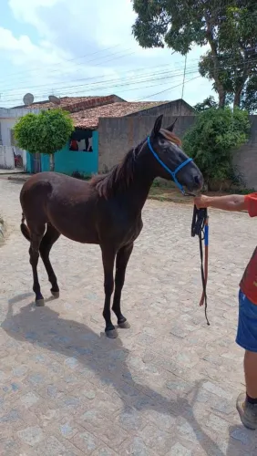 Potro manga larga Machador a venda