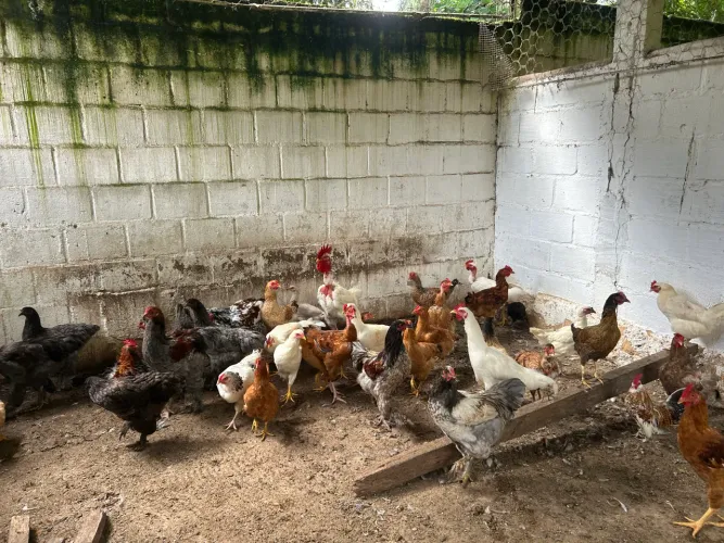 Galinhas e galos caipirao