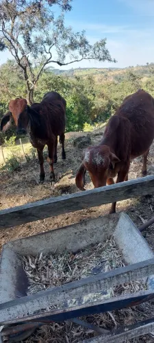 Bezerras gir