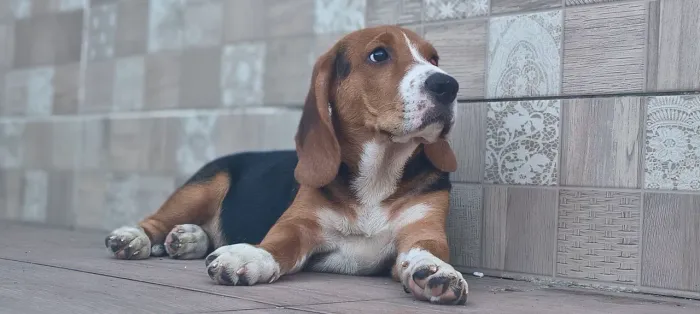 Vendo Filhotes de Beagle