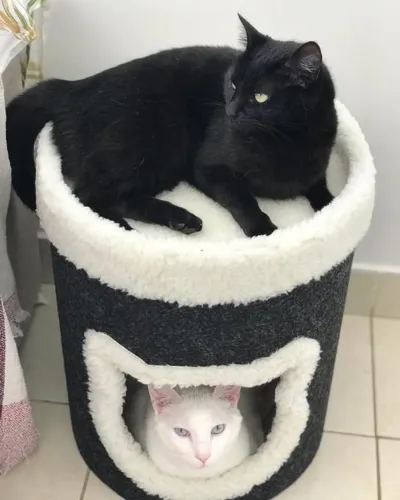 toca caminha arranhador gato