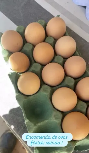 15 Ovos de Galinha Sertaneja Balão