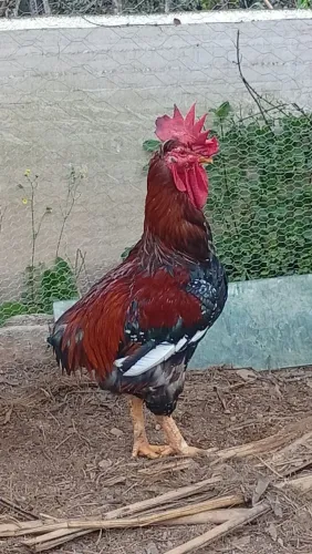 Galinha gsb