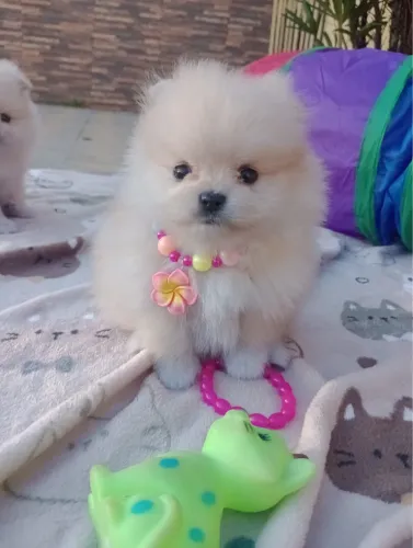 Título: Spitz Alemão Anão Filhote Macho com Pedigree