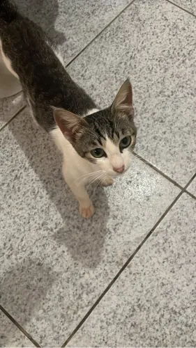Gatos para adoção! 