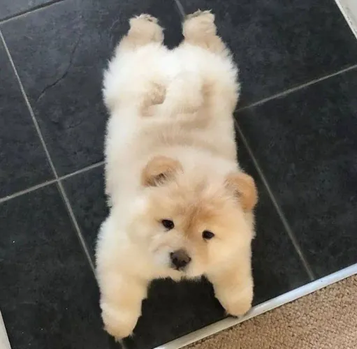 Filhote de chow chow disponível para ser seu amigo