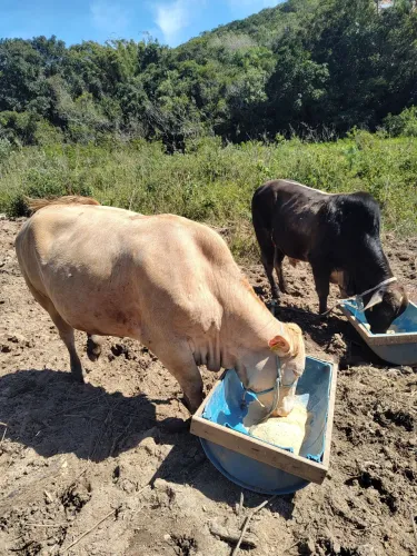 Gado a venda