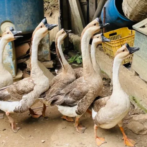 Casais de gansos africanos 