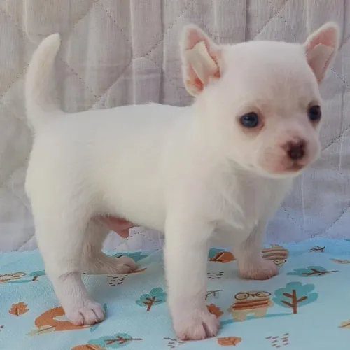Chihuahua pelo curto !leve para onde for.