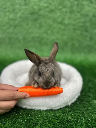 Coelhos lindos e fofos 