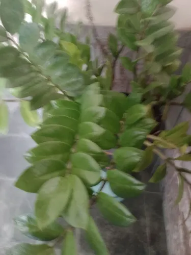 Vendo está zamiocuca bem cheia