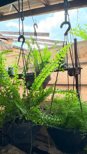 Plantas