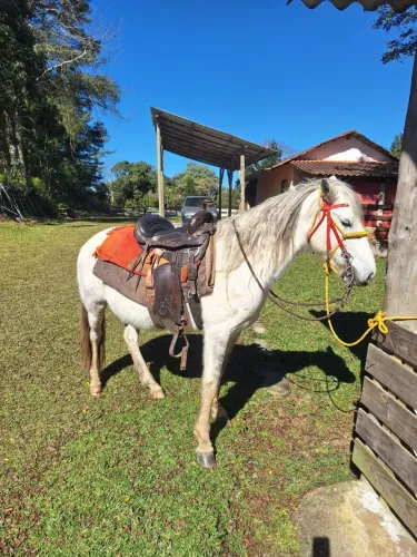 Cavalo castrado 6 anos<br>Valor: 4.000,00
