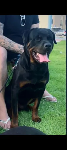 Rottweilers para adoção 