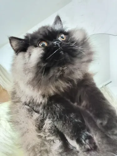 Gato persa macho marrom