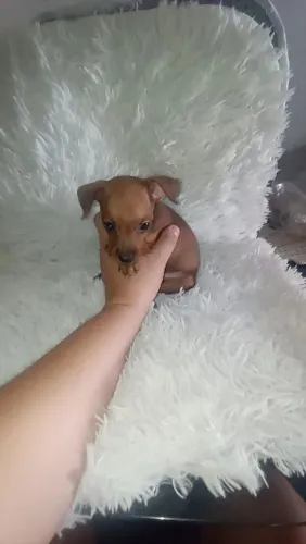 Pinscher miniatura fêmea ( perfeitinha)