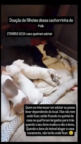 Doação de filhotes pequeno e médio porte
