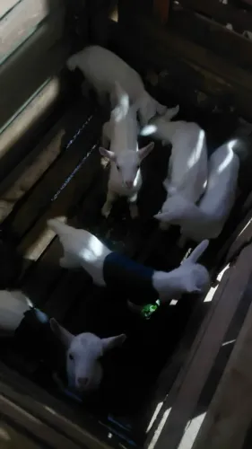 cabritinhos saanen purro