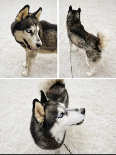 Vendo HUSCK SIBERIANO ADULTO MACHO não castrado 