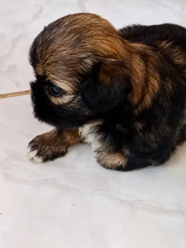 Shih tzu