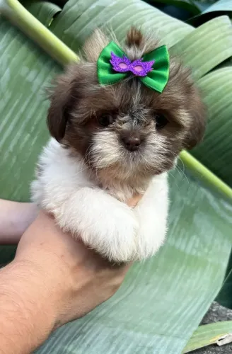Fêmeas de Shihtzu, Pronta entrega, vermifugada e vacinada