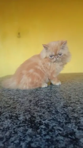 Gato