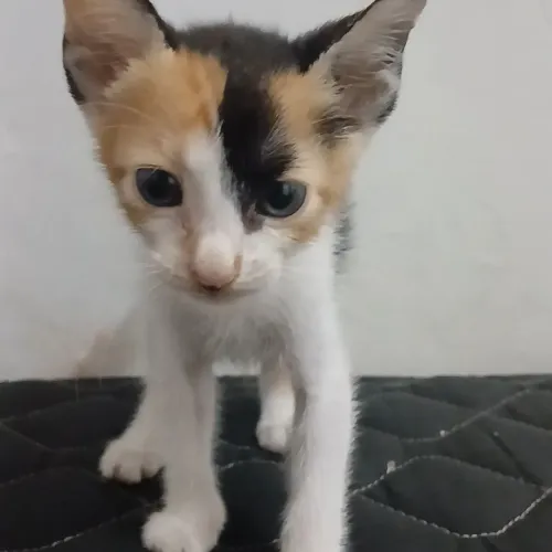 Gato
