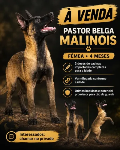 Fêmea Pastor Belga Malinoar 4 meses 
