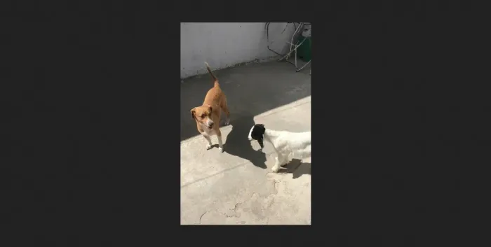 adoçao bode injeitado
