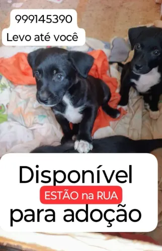 Filhote de cachorro 