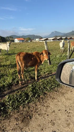 Terneiro macho apartado