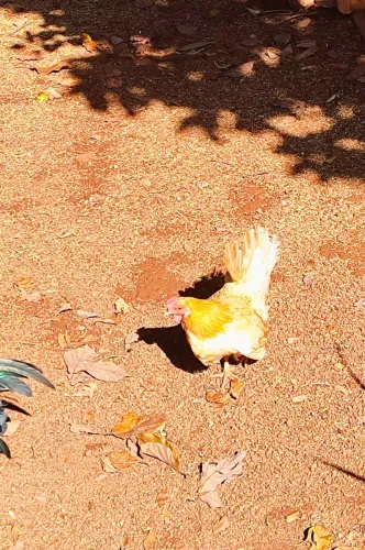 Garnisé Femea Botando e Pintinhos