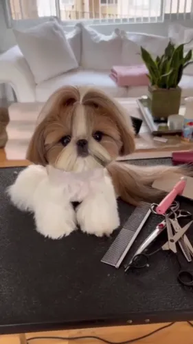 SHIH-TZU MICRO MACHOS E FÊMEAS
