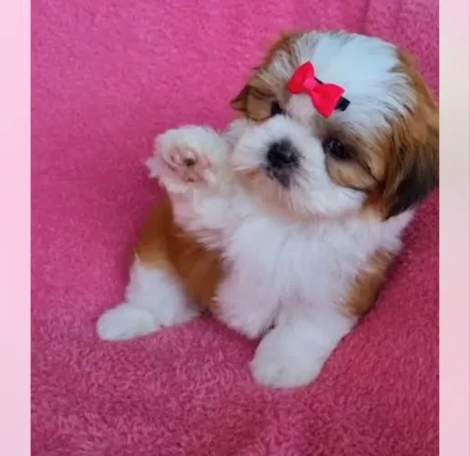 Shihtzu Machinho com Vacinação Importada