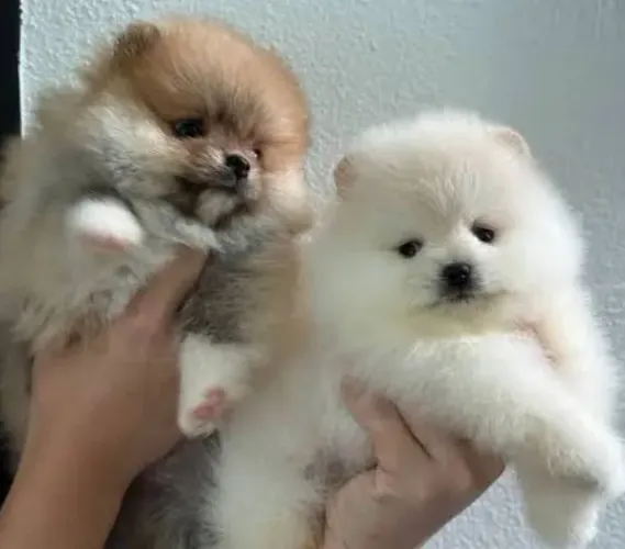 Mini Lulus da Pomerânia Garantido por documentação