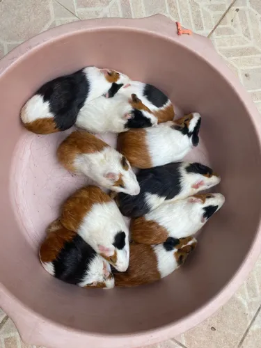 Porco da índia fêmea já prenha