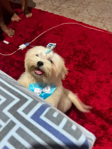 Cachorro shih Tzu